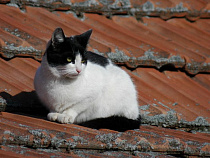Калининградец пытался пролезть в квартиру бывшей жены через крышу