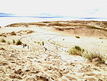 Калининградку оштрафовали за прогулку по заповедной зоне Куршской косы