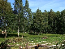 Леса под Калининградом становятся логовом непотребств десятков человек