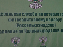 Под Калининградом утилизировано более 90 кг ввезенной из Польши рыбы 