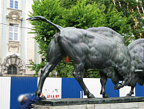 «Безопасный город» узнал, кто покрасил зубрам в Калининграде причинные места (видео)