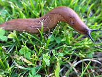 В Янтарном туристка проcкользила к морю по слизнякам