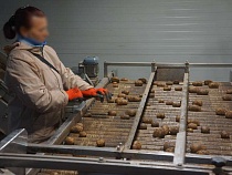 Беспрозванных запретил вывоз нашей картошки из Калининградской области