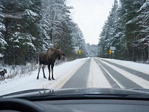 Лоси отправляются в тихий марш по дорогам Калининградской области