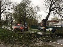 Где в Калининграде упавшие в шторм деревья перерезали движение