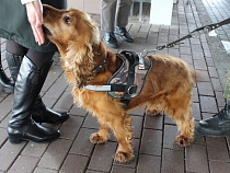 С начала 2017 года собаки-«таможенники» обнаружили более 30 кг янтаря