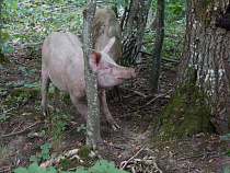 За убитых из-за угрозы АЧС свиней фермеры получат 140 рублей за 1 кг