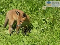 Туристов предупредили об излишней милоте на Куршской косе