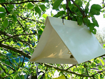 Калининградцев научат спасать каштаны от прожорливой моли