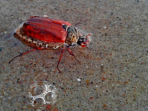 На пляж Зеленоградска вернулись майские жуки (видео)