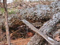 На Камской микроавтобус врезался в упавшее дерево