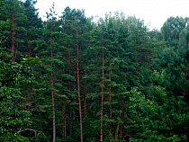 Власти Калининграда назвали деревья, которые высадят за 1 млн 93 тысячи рублей