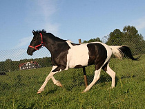 Под Калининградом жеребец отравился ядохимикатами