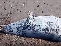 В Янтарном на берег выбросило морского котика с вспоротым брюхом