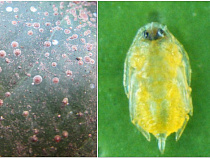 На лимонах и грейпфрутах в Калининград завезли личинок членистоногих паразитов