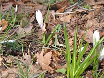 В Зеленоградском районе вновь отравили почву