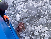 Моряки из Калининградской области спасли погибавшую на льдине собаку