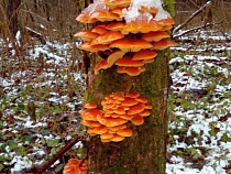 В Калининграде появился зимний гриб, якобы борющийся с раком