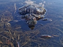 В Летнем озере Калининграда всплыла американская черепаха