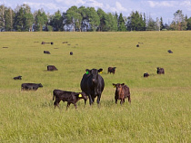 «Калининградская мясная компания» вернула с сельхозоборот 2,8 тыс. га залежных земель в первом полугодии 2016 года