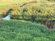 Под Неманом очищают берег Тыльжи от юрлица и гражданина