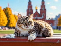 Корму для кошек из Швеции не дали пробраться в Калининград через Литву