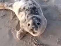 В Янтарном на пляж выскочил хрюкающий тюлень (видео)