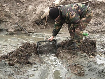 В минувшие выходные в Калининградской области задержали полсотни человек за незаконную добычу янтаря