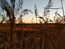 Калининградская область экспортировала сельхозтоваров на 840 млн долларов