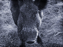 Браконьер со 100-килограммовой тушей кабана задержан в Славском районе