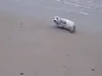 На берег Калининградской области вышел белый тюлень
