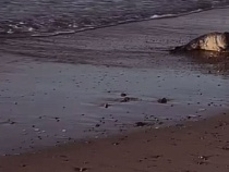 В Зеленоградске шокированный тюлень спасался от людей