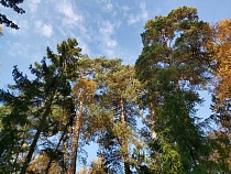 В Калининградской области с начала 2022 года восемь раз горел лес