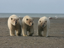 Калининградцам покажут властелинов льдов