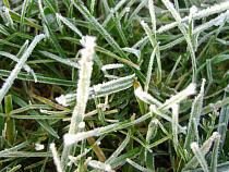 Калининградскую область ожидают заморозки