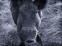 На трассе Черняховск – Озерск сбили дикого кабана