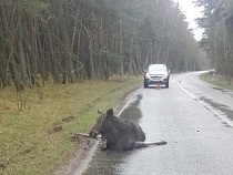 «Больно смотреть»: на Куршской косе лосиха ищет погибшего детёныша 
