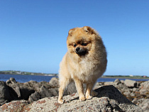 Москвичка обманула калининградку, хотевшую купить шпица