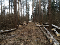 В Калининграде полиция выявила новую преступную схему вырубки деревьев