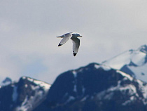 Эксперт: никто в России не готов что-то делать для климата