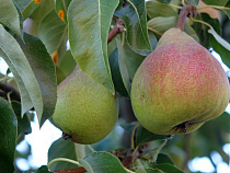 Таможня наотрез отказалась признавать груши из Южной Африки: «Их там нет!»