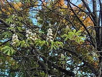 В Калининградской области в разгар осени зацвели деревья
