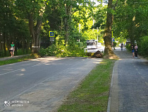 В Отрадном у новой велодорожки на дорогу упало дерево