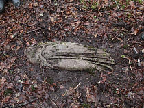 Музей искусств начал расследование дела о каменной гостье из Восточной Пруссии