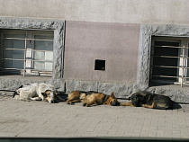 В Калининграде к ЧМ-2018 решат проблему бродячих собак
