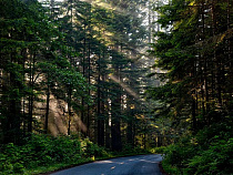 Зеленоградский район озеленят на 5,3 млн рублей