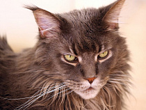 Дикий кот прервал подачу электроэнергии под Калининградом