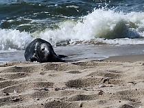Жители Донского не дали тюленю отдохнуть на берегу