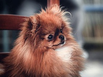 Пекинесу запретили въезд из Польши в Калининградскую область