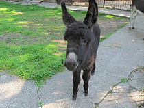 Калининградского ослика назвали Бубой